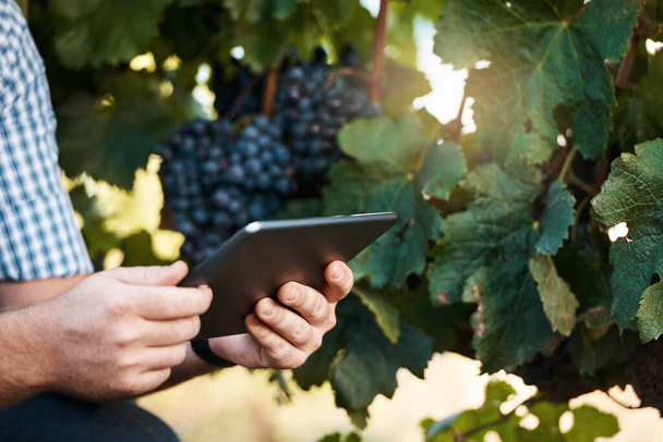 Researching new methods of farm management. Closeup shot of a farmer using a digital tablet working in a vineyard - Photo, Image