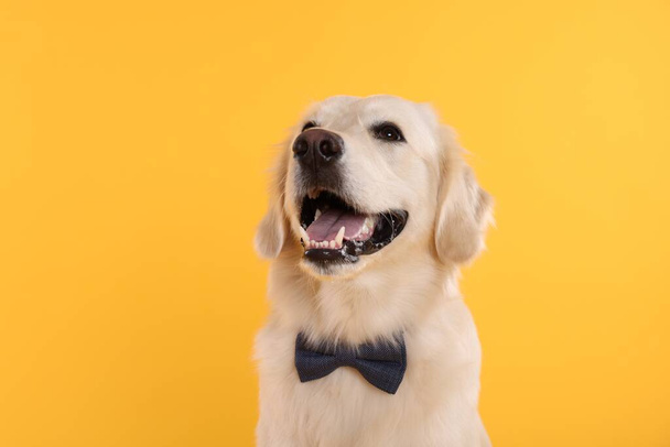 Cute Labrador Retriever with stylish bow tie on yellow background - Fotó, kép
