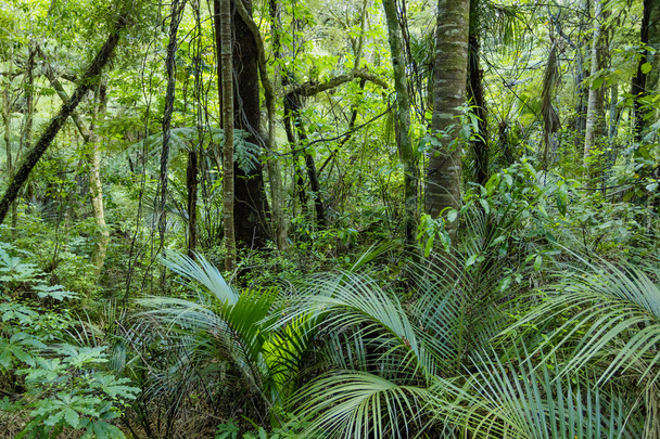 Зелений пишні тропічні джунглі - Фото, зображення