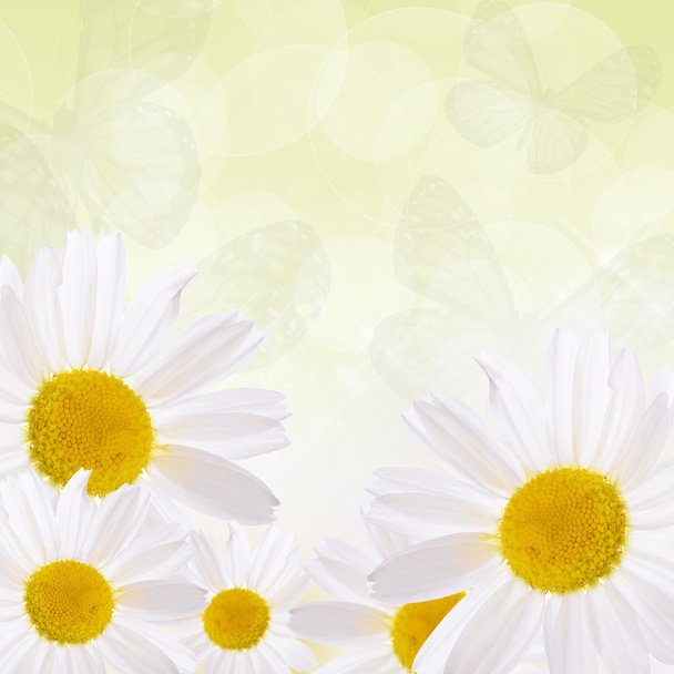 The beautiful daisy close up - Zdjęcie, obraz