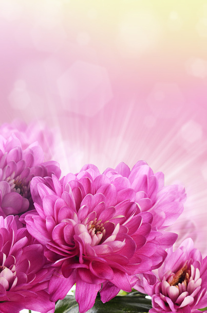 Цветочные розовые хризантемы
 - Фото, изображение