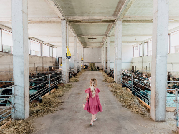 Маленькая девочка с корзиной ходит между ручками и ест коз. Вид сзади. Высокое качество фото - Фото, изображение