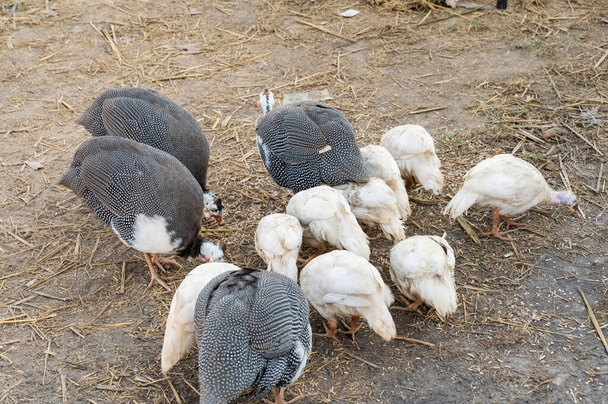 Guinea fowl on ground, Thailand. - Foto, immagini