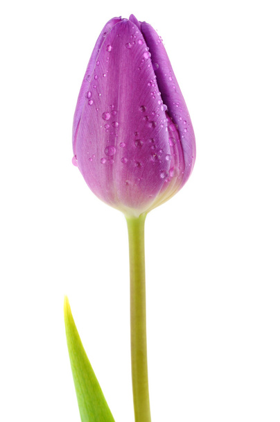 Tulipa roxa molhada
 - Foto, Imagem