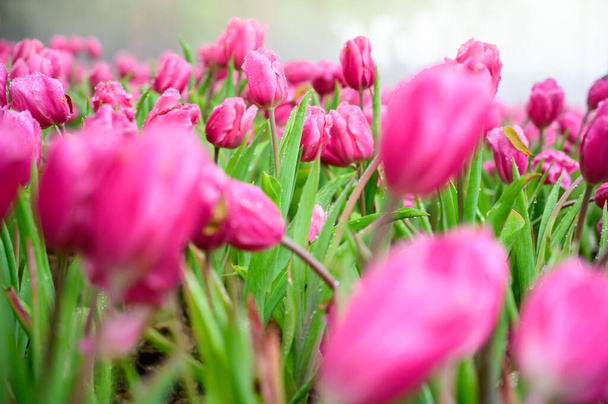 Pink tulip flowers in the garden at Chiang Mai Province. - Photo, Image