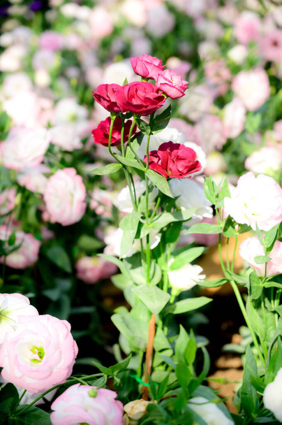 チェンマイ県の庭園にあるピンクリシャントスの花. - 写真・画像