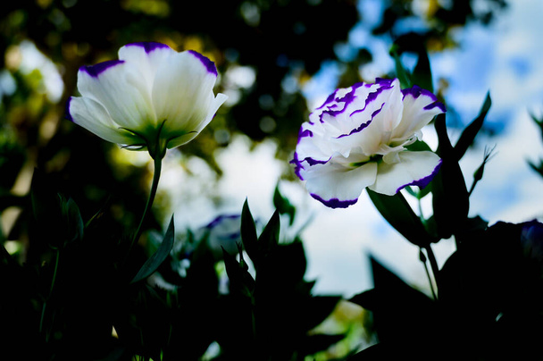White and purple Lisianthus Flowers in The Garden with Copy Space, Chiang Mai Province. - Foto, Bild