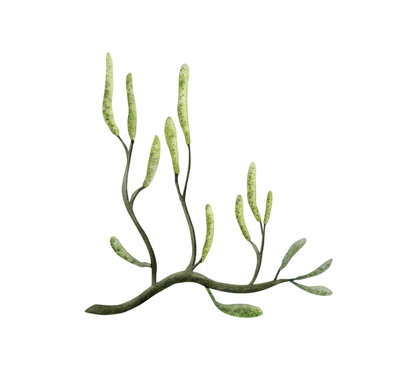Lycopodium ground pine watercolor illustration, common club moss, dinosaur era ancient plant. Hand drawn botanical drawing - Fotó, kép