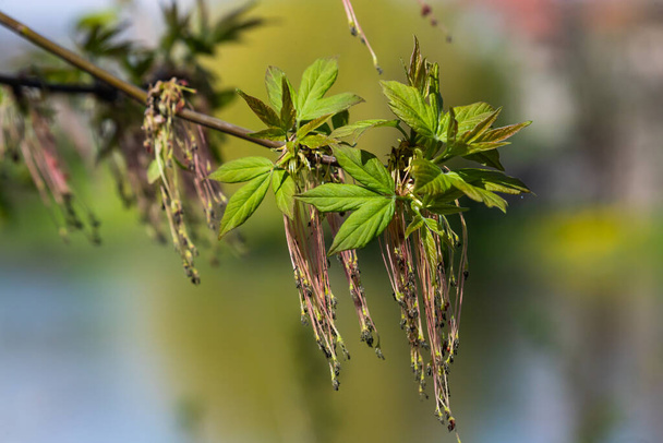 Η στάχτη-φύλλα σφενδάμου Acer negundo λουλούδια στις αρχές της άνοιξης, ηλιόλουστη μέρα και το φυσικό περιβάλλον, θολή φόντο. - Φωτογραφία, εικόνα