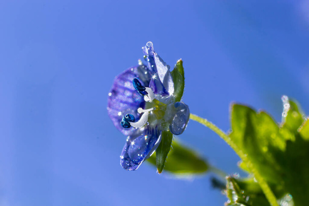 Closeup on the brlliant blue flowers of germander speedwell, Veronica chamaedrys growing in spring in a meadow, sunny day, natural environment. - Photo, Image