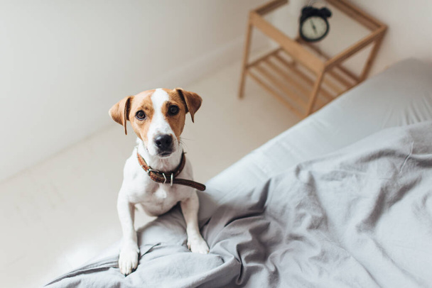 Blick von oben auf den charmanten Jack Russell Terrier, der sich auf dem Bett beugt und interessiert in die Kamera blickt.  - Foto, Bild