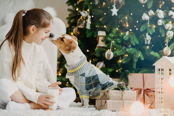 Lovely girl with pony tail, keeps noses together with favourite pet, drinks fresh milk from glass, sits crossed legs on floor with Christmas tree and present boxes around. Last preparations. - Zdjęcie, obraz