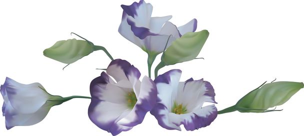 Ilustrace květin - Vektor, obrázek