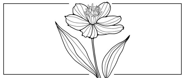 Ilustración floral en blanco y negro con una delicada flor. Ilustración para colorear libros, decoración, portadas, fondos, postales y presentaciones - Vector, imagen