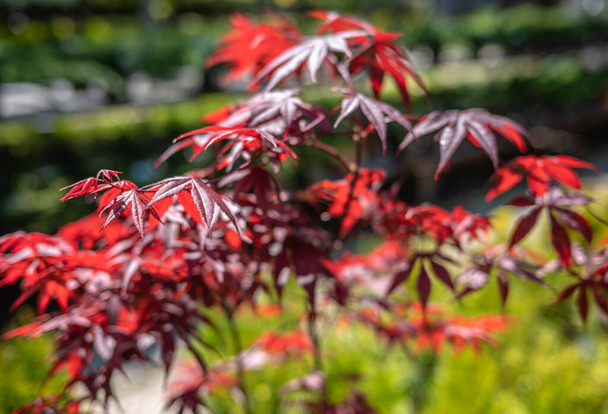 Κόκκινο ιαπωνικό σφενδάμι σε μια ηλιόλουστη ανοιξιάτικη μέρα - Φωτογραφία, εικόνα