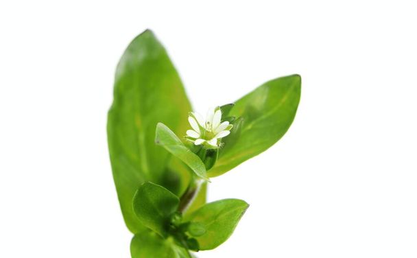 Leaves, stem and flower of the plant Stellaria media, chickweed, photography on a white background - Photo, Image
