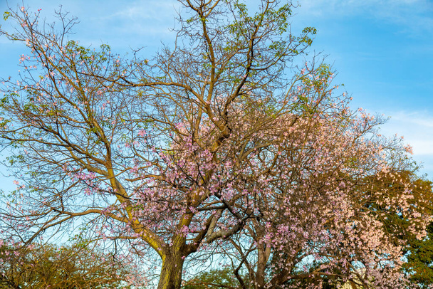 Flor de Ceiba speciosa o Chorisia speciosa polinizando abejas en foco selectivo y fondo borroso.Bosque tropical. Paineira árbol rosa flor - Foto, imagen