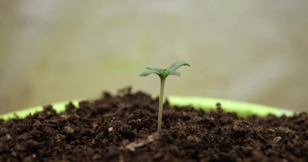 Временной интервал для выращивания свежей капусты в цветочном горшке крупным планом. Концепция стадий роста марихуаны - Кадры, видео