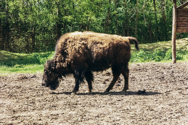 Amerikai bölény áll egyedül természetes élőhelyén - Fotó, kép