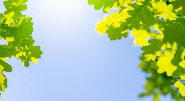 Żywe zielone liście na słonecznym błękitnym niebie, idealne tło latem - Zdjęcie, obraz