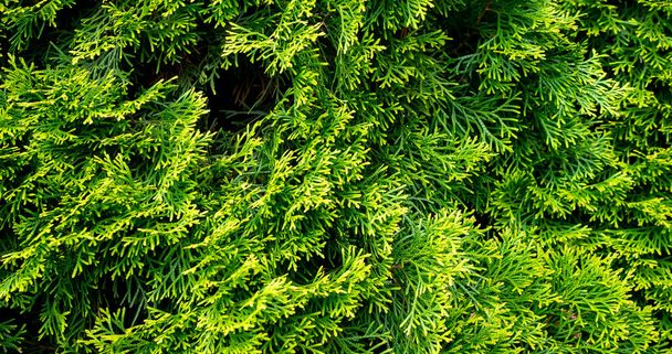ramoscelli verdi di thuja smeraldo con texture visibile - Foto, immagini