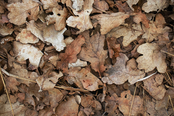 Looking down at dry brown oak leaves carpen on the ground for texture or background - Photo, Image