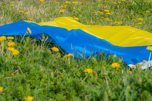 Dandelion meadow with Ukrainian flag. Summer festival. Soft selective focus. - Фото, изображение