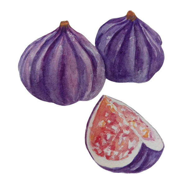 Fresh figs whole fruit watercolor illustration. Ripe tasty organic purple fig element. Realistic fresh natural food image. Tropical sweet fruit with seeds on white background - Valokuva, kuva