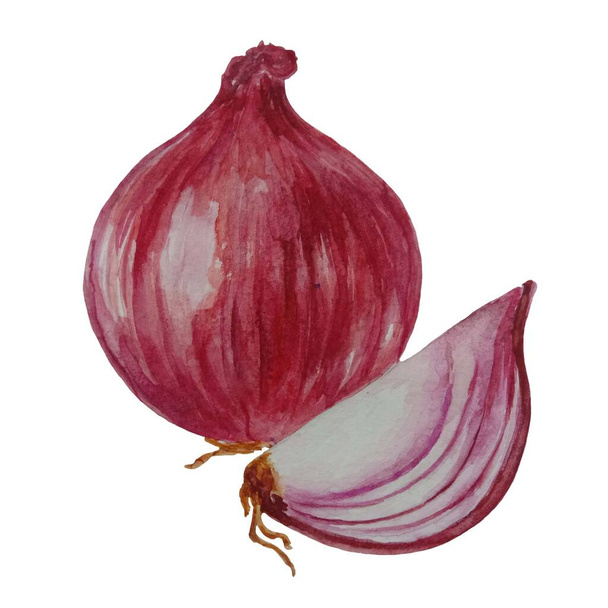 red onion bulb, incision and sliced , picturesque watercolor hand drawn illustration isolated on white. For recipe, cookbook design - Фото, изображение