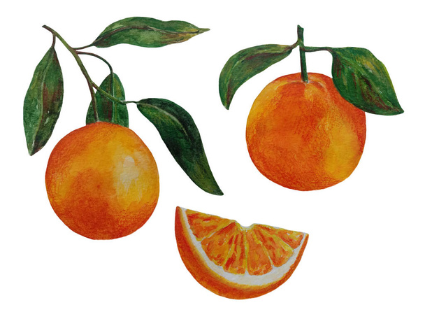 Orange watercolor illustration. Citrus fruit branch orange,orange slice, orange set isolated on white background. - Valokuva, kuva