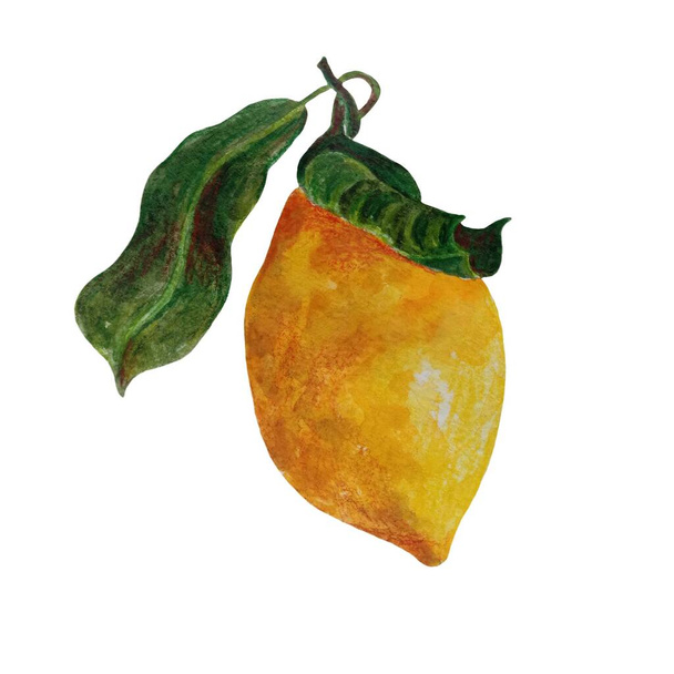 Yellow lemons watercolor illustration. Citrus fruit branch orange,orange slice, orange set isolated on white background. - Foto, imagen