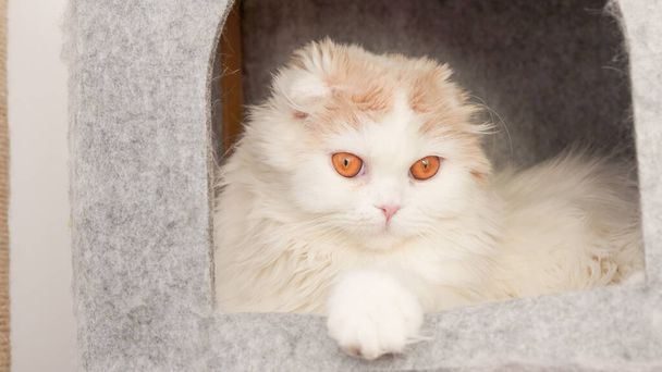 灰色の背景にカメラを見てふわふわのカリコキティ、フロントビュー。垂直。コピースペースのあるグレーの猫の家に座ってかわいい若い短い髪の白い猫。茶色の目をした白い子猫. - 写真・画像