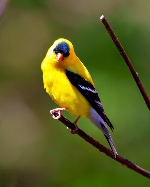 Goldfinch perched on a branch with a colourful background in its environment and habitat surrounding displaying yellow plumage feather.  American Goldfinch Portrait - Photo, image