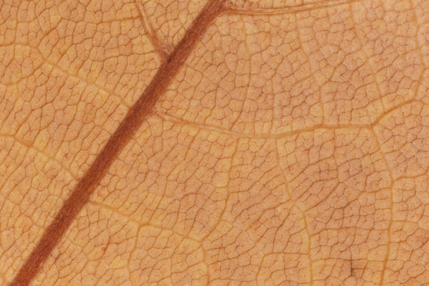 abstract natural background: close up of dry maple tree leaf texture - Fotoğraf, Görsel
