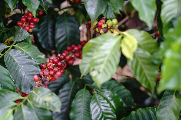 Részletes kilátás kávé növény piros túlérett bogyók az ágon. Tökéletes mezőgazdasági és természeti koncepciókhoz. - Fotó, kép