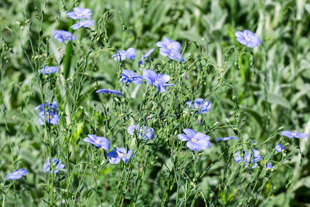 Fleurs de lin bleu avec des feuilles vertes, fond floral naturel - Photo, image