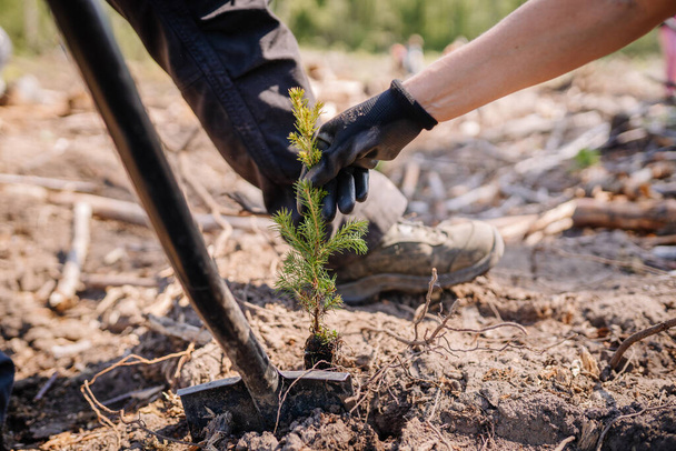 Planting a forest close-up of a woman holding a spruce sapling - Fotó, kép