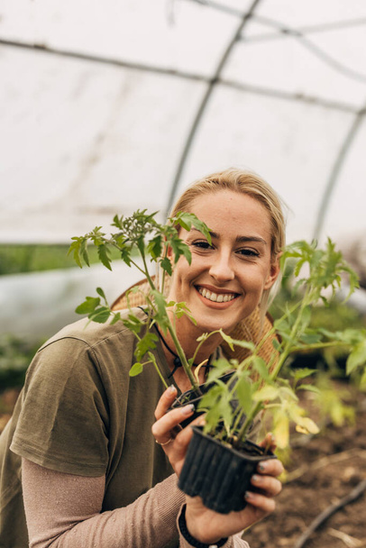 Woman holding tomato seedlings in a greenhouse. - Fotoğraf, Görsel
