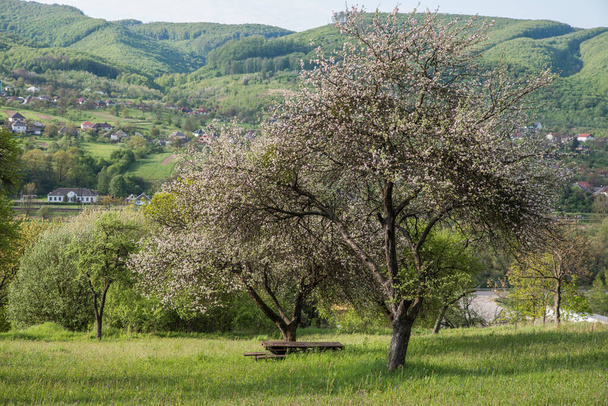 Abandoned blooming apple orchard among the mountains. - Фото, изображение
