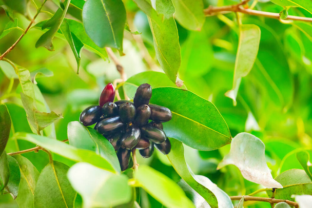 Ένα μάτσο βιολογικά κόκκινα και μαύρα φρούτα δαμάσκηνο της Ιάβας (Syzygium cumini) στο δέντρο της στην Αφρική. Υγιής, εξωτική χορτοφαγική και ταξιδιωτική έννοια - Φωτογραφία, εικόνα
