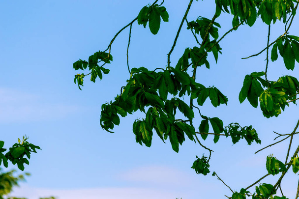 grüne Blätter des Baumes auf blauem Himmel. - Foto, Bild