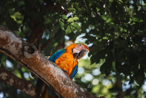 Red parrot Scarlet Macaw, Ara macao, bird sitting on the pal tree trunk, Panama. Wildlife scene from tropical forest. Beautiful parrot on green tree in nature habitat. - 写真・画像