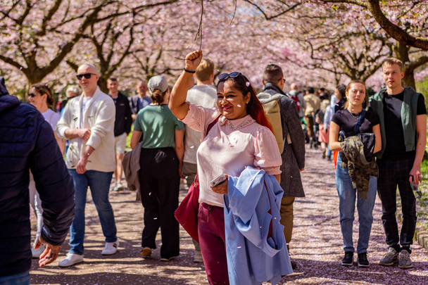 People visiting the cherry tree spring blossom at Bispegjerg cemetery in Copenhagen, Denmark - Photo, Image