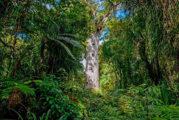 Giant kauri tree famous tourist point of interest surround by native bush and ferns in Waipoua Forest in Northland. - Photo, Image