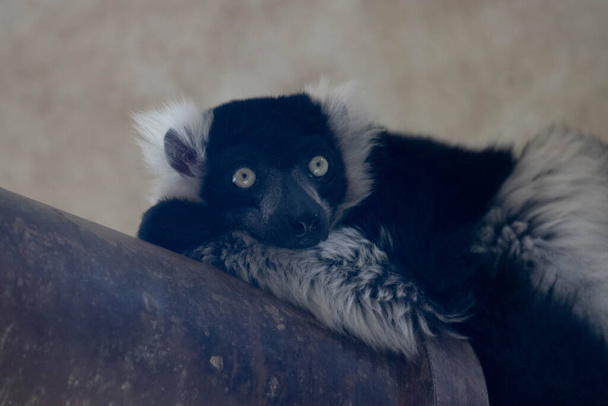 Cute Back and White Lemur is looking at the Camera - Fotoğraf, Görsel