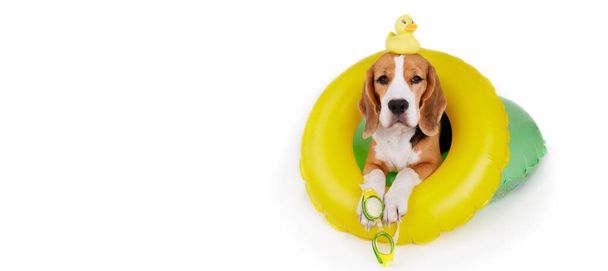 A beagle dog in an inflatable floating circle on a white isolated background. Summer holidays. Banner. Copy space. - Foto, Imagen