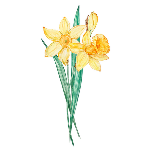 Watercolor bouquet daffodil, march birth month flower, design for prints and cards - Фото, зображення