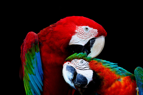 Greenwinged Amerika papağanı ve palyaço Amerika papağanı - Fotoğraf, Görsel