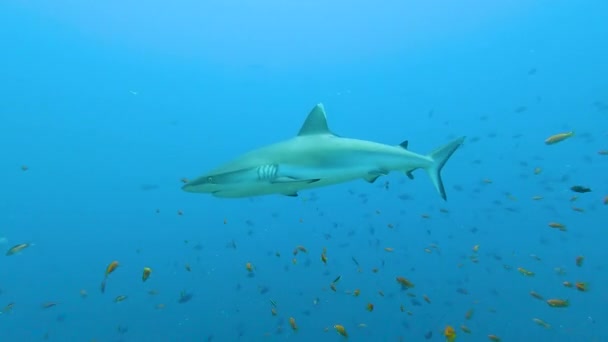 Gri resif köpekbalıklarının derlemesi Carcharhinus amblyrhynchos tropikal mercan resifi boyunca suyun altında yüzüyor. - Video, Çekim