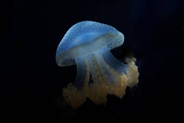 selective image of White Jellyfish with black background - Fotoğraf, Görsel
